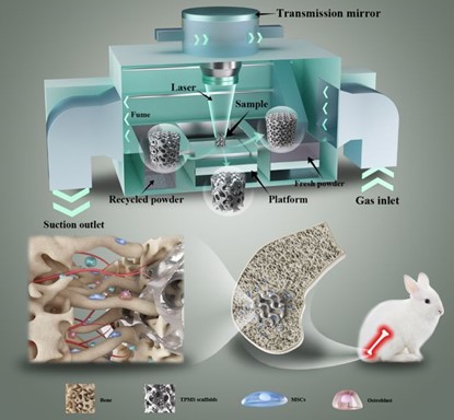 清華、北大、北醫(yī)三院聯(lián)合：高溫氧化處理3D打印鎂合金骨植入物結構優(yōu)化及體內外生物降解行為